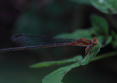 Pseudagrion pilidorsum declaratum