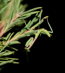 Austromantis albomarginata