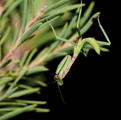 Austromantis albomarginata