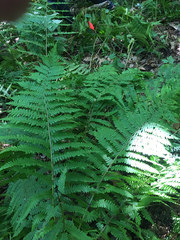 Athyriaceae