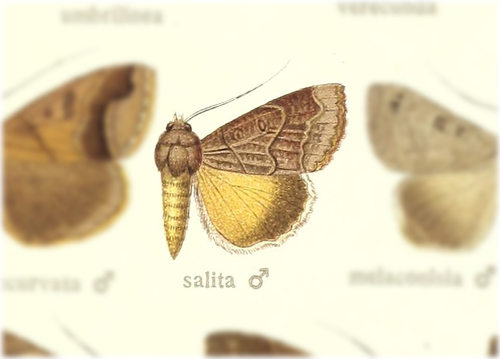 Ophiusa salita