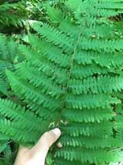 Athyriaceae