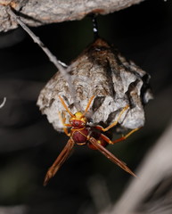 Polistes humilis synoecus