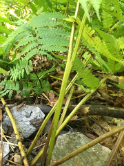 Athyriaceae