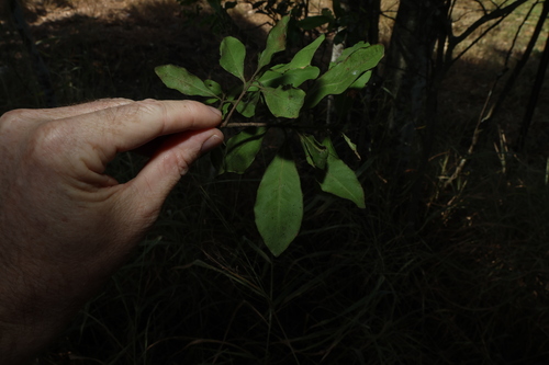 Image of Myrsine variabilis by (c) Greg Tasney, some rights reserved (CC BY-SA)
