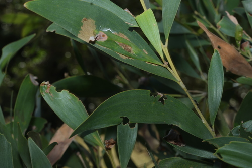 Image of Acacia disparrima by (c) Greg Tasney, some rights reserved (CC BY-SA)