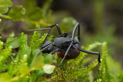Polyrhachis tristisPolyrhachis tristis