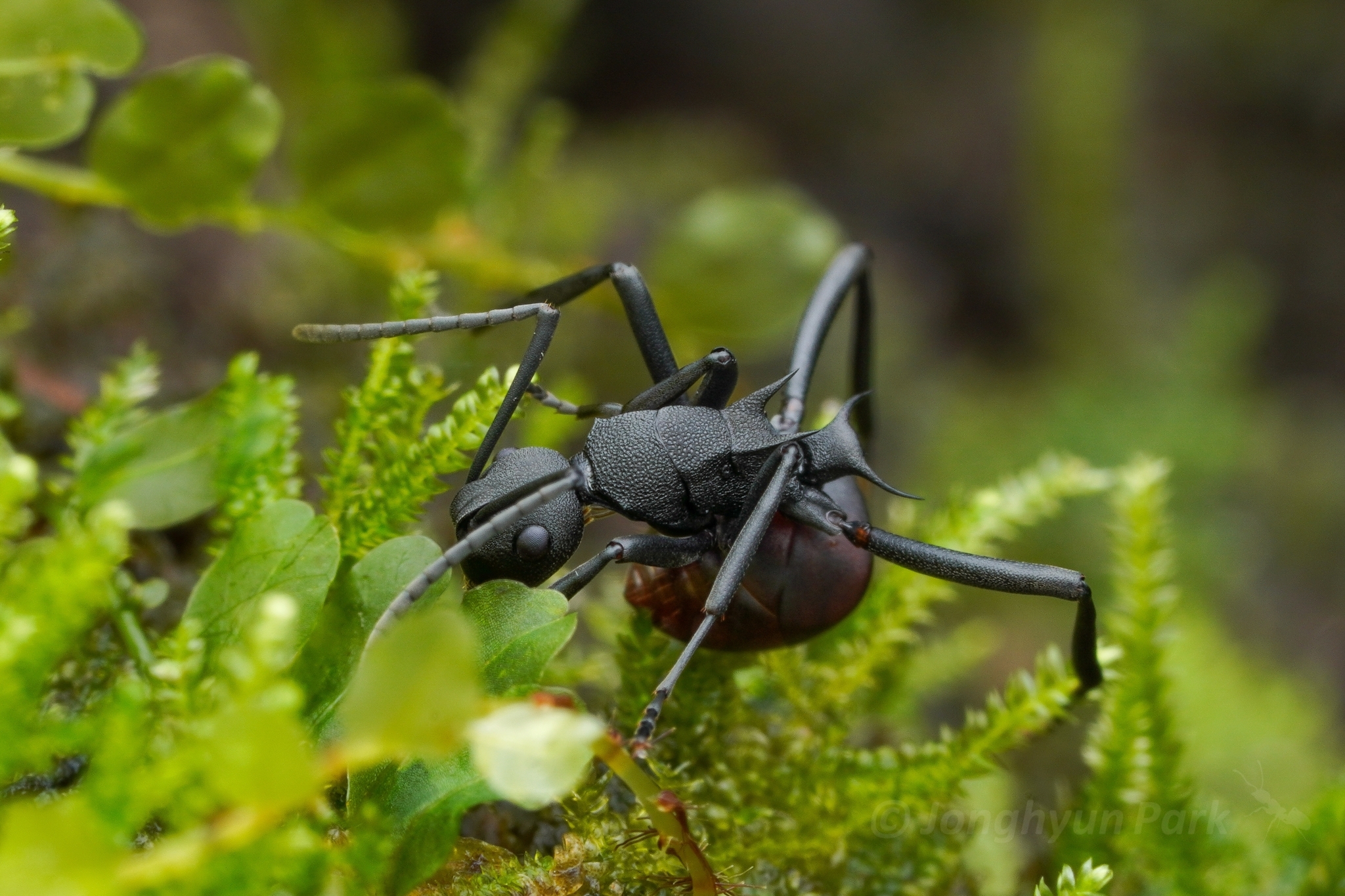 Polyrhachis tristis
