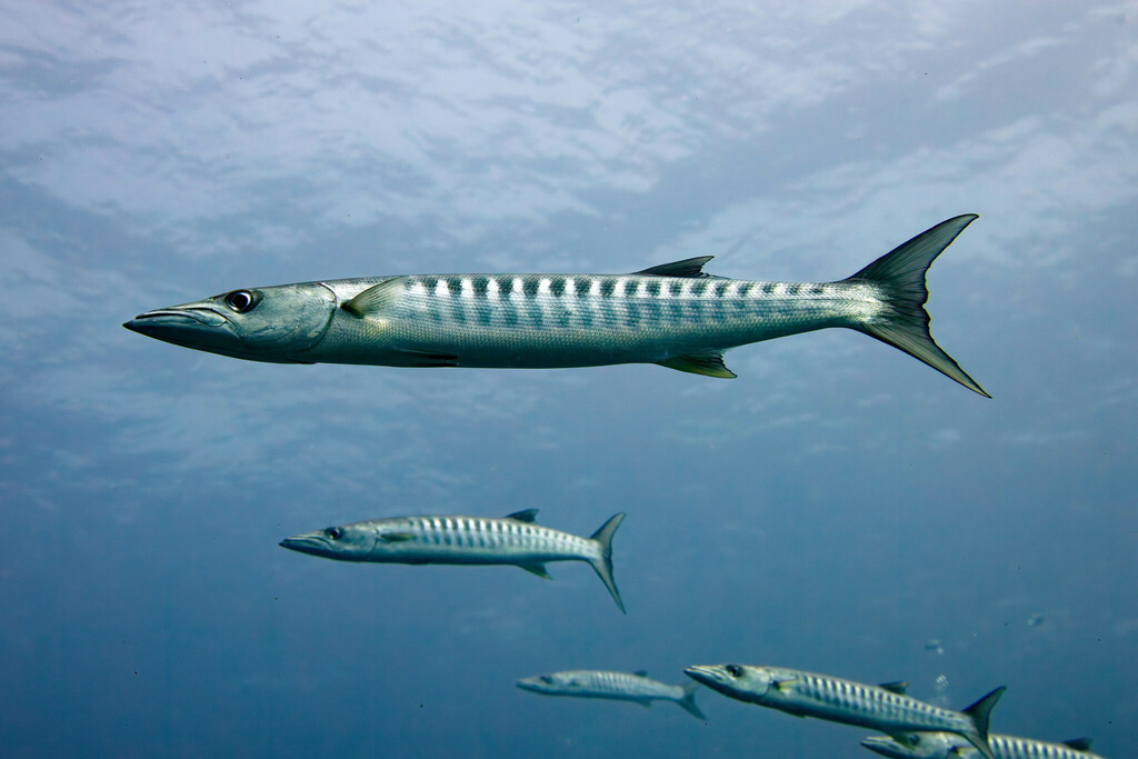 Foto de Barracuda con galones (Sphyraena qenie)