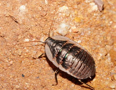 Megazosteria patula