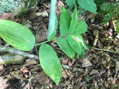 Polygonatum
