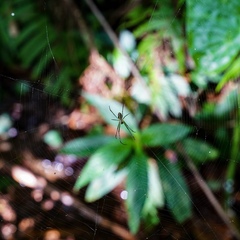 Leucauge blanda