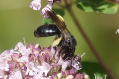 Andrena pilipes