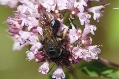 Andrena pilipes