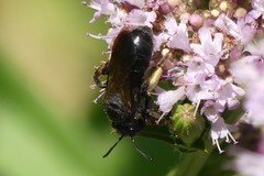 Andrena pilipes