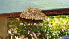 Gnophini