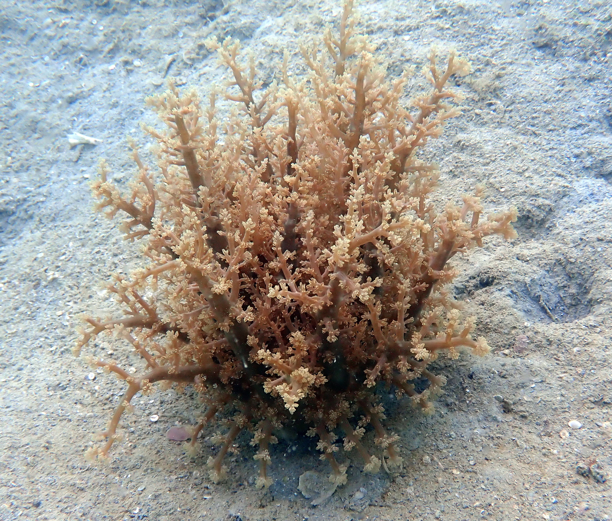 Actinodendron arboreum (Quoy & Gaimard, 1833)