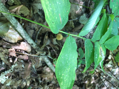 Polygonatum