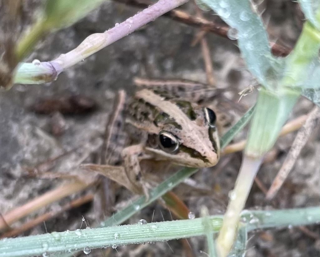 Guibe's Grassland Frog photo 6
