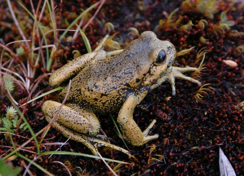 Pristimantis melanogaster