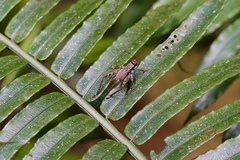 Cardiodactylus guttulus