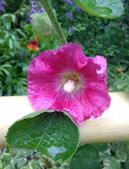 Alcea