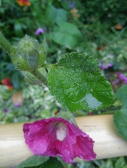 Alcea