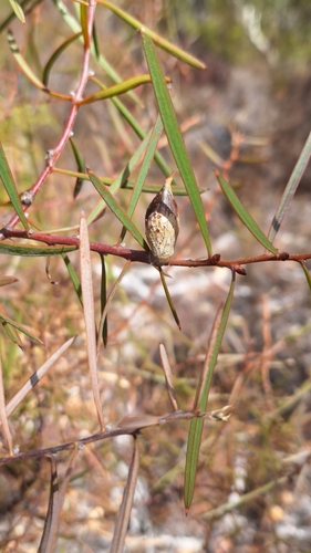 Image of Hakea carinata by no rights reserved