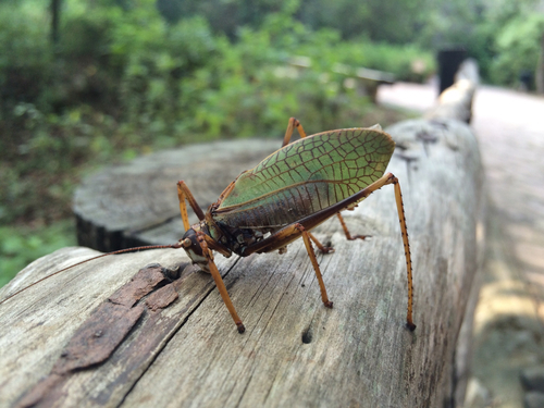 Pterophylla beltrani