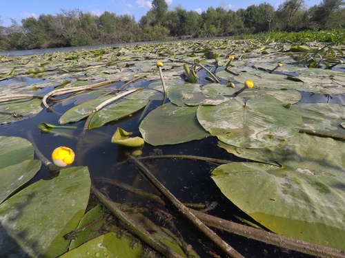 yellow water-lily