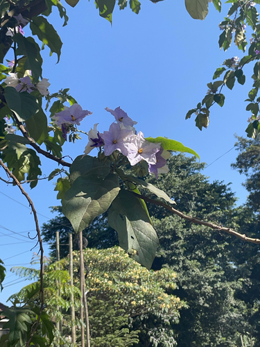 Foto de Falsa-jurubeba