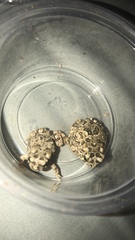 Anaxyrus californicus