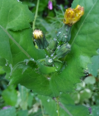 Sonchus oleraceus