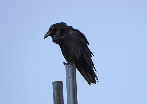 Cuervo grande (Corvus corax)