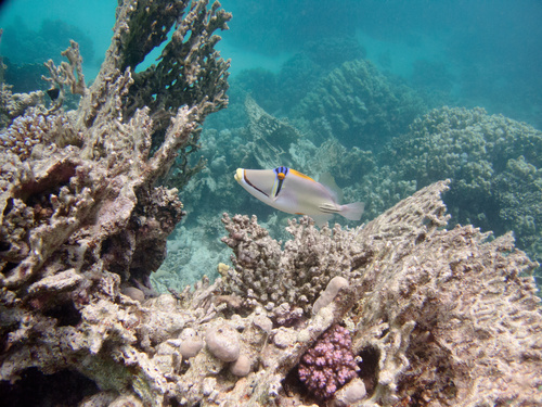 Arabian Picasso Triggerfish — seen at this dive site
