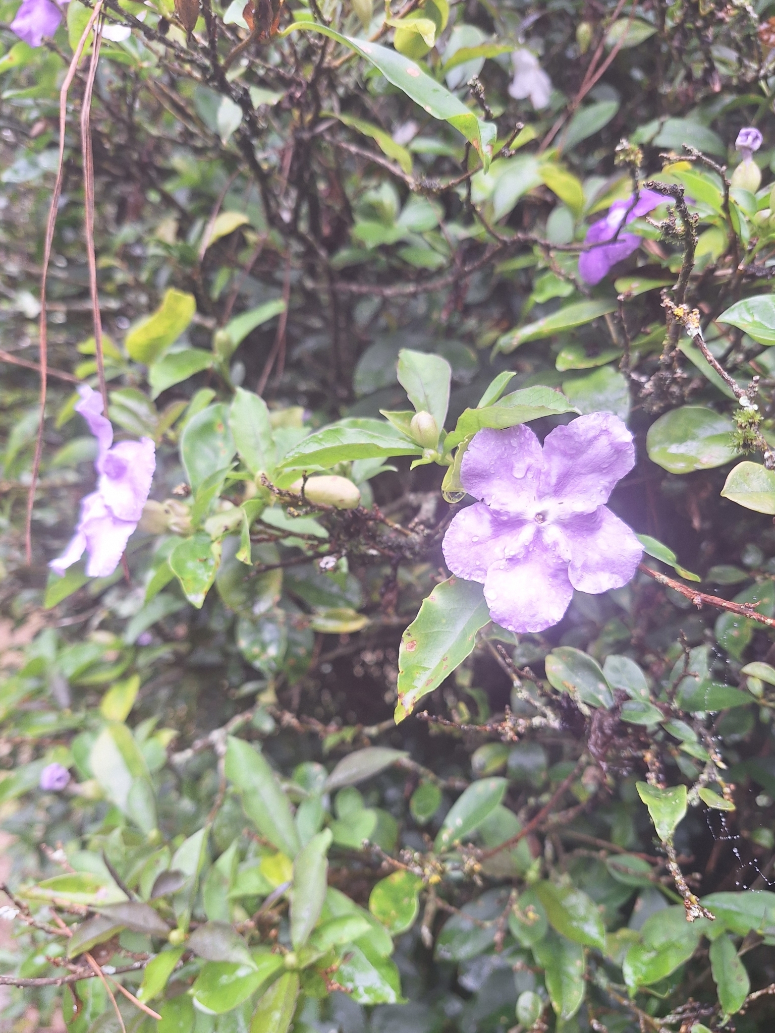 Imagem de Manacá-de-cheiro