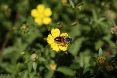 Andrena labiata
