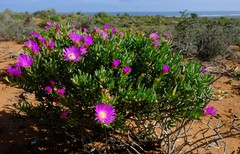 Lampranthus stipulaceus