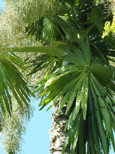 Foto de Talipot