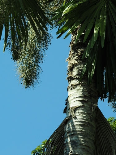 Foto de Talipot