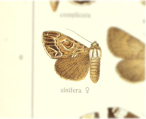 Tolna sinifera