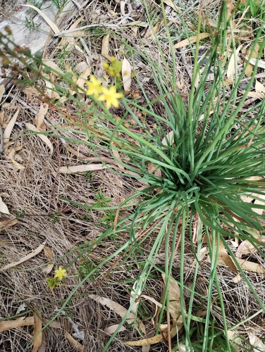 leek lily (Bulbine semibarbata)