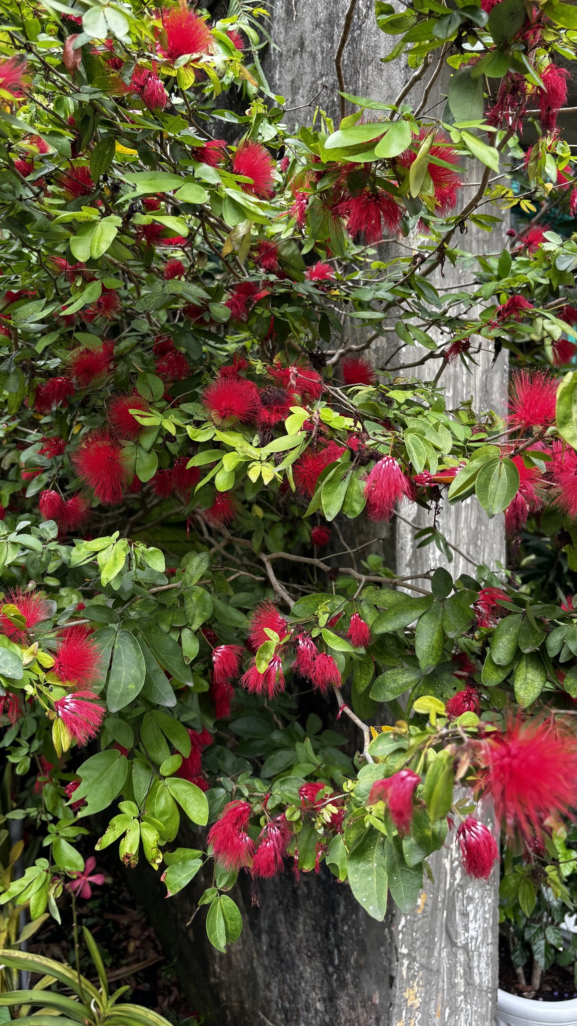 Calliandra tergemina — ảnh 2