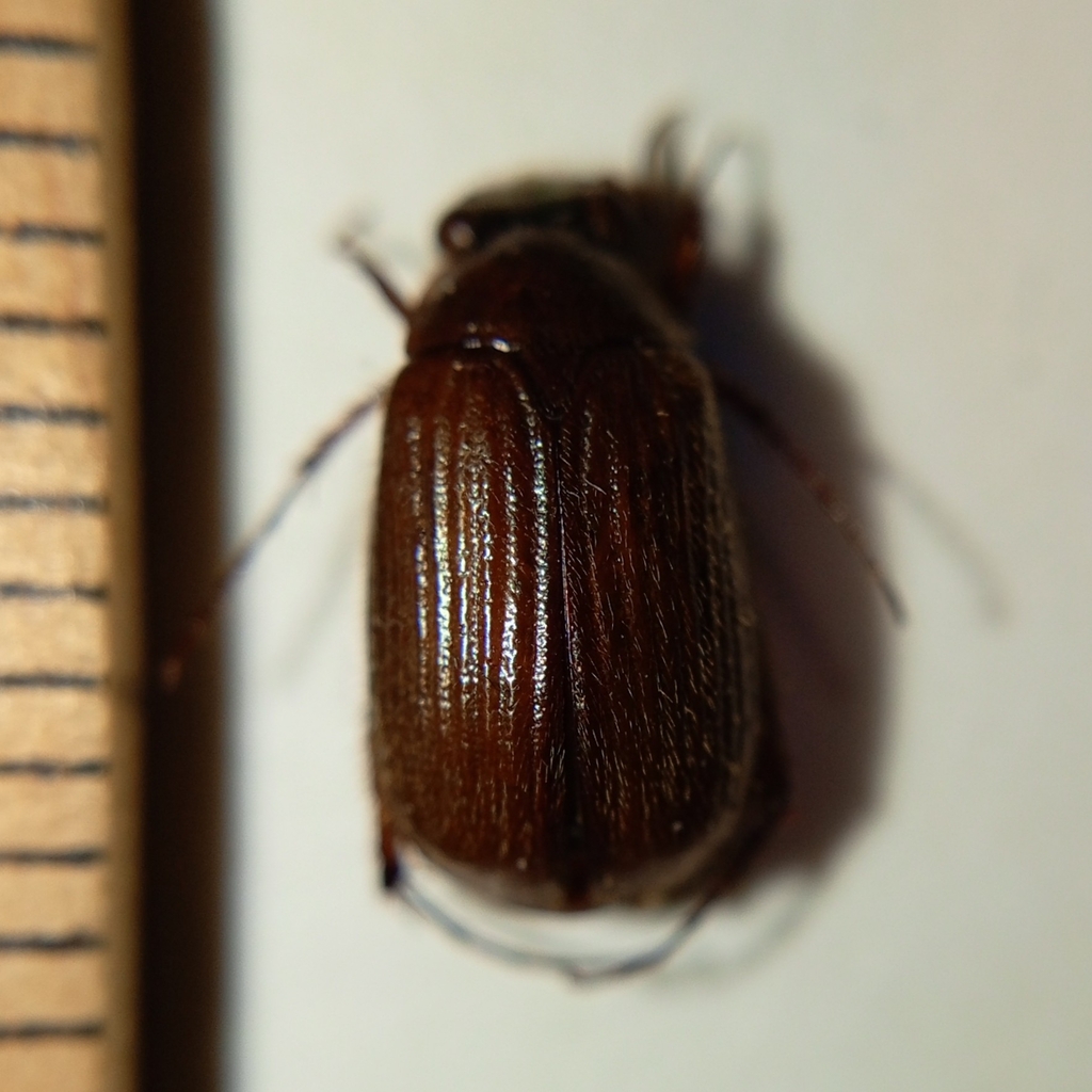 Serica polita