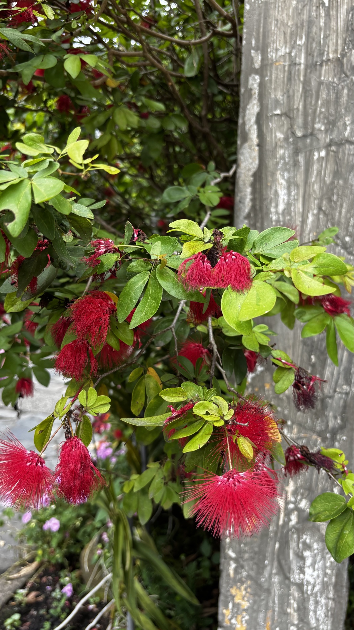 Calliandra tergemina — ảnh 3