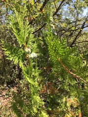 Platycladus orientalis