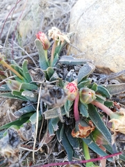 Acrodon bellidiflorus