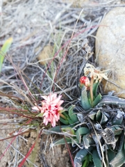 Acrodon bellidiflorus