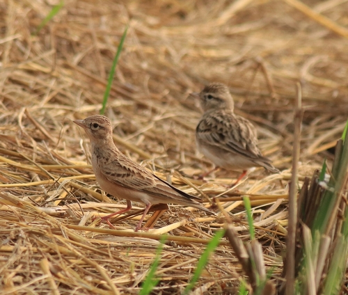 Mongolian Short-toed Lark (Calandrella dukhunensis), photo 8