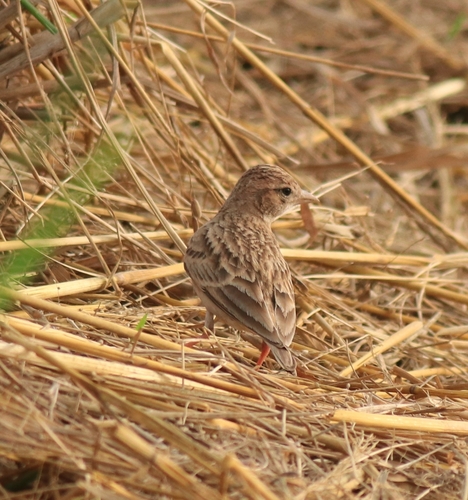Mongolian Short-toed Lark (Calandrella dukhunensis), photo 6